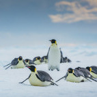 Emperor penguin in the Weddell Sea, Antarctica.