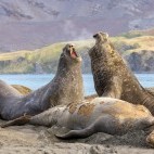 Elephant seal at Gold Harbour in South Georgia.