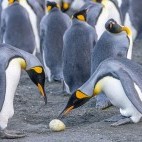 King penguin at Gold Harbour in South Georgia.