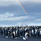 Greg Mortimer, king penguins and rainbow in South Georgia.