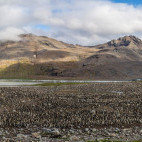 King penguin colony in South Georgia