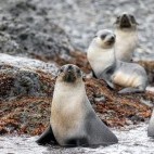 Fur seal at Prion Island in South Georgia.