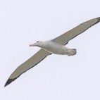 Wandering albatross at Prion Island in South Georgia.