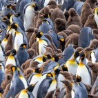King penguins at Salisbury Plain in South Georgia.