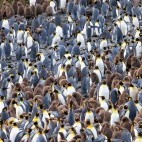 King penguins at Salisbury Plain in South Georgia.