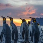 King penguins at Salisbury Plain in South Georgia.