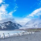 King penguins and elephant seals at St Andrew's Bay in South Georgia