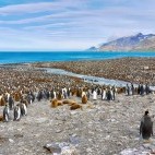 King penguins at St Andrew's Bay in South Georgia