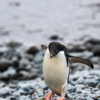 Adelie penguin in South Shetland Islands, Antarctica