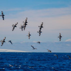Cape petrel in South Shetland Islands, Antarctica