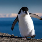 Chinstrap penguin in South Shetland Islands, Antarctica