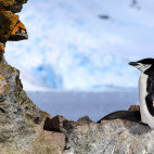 Chinstrap penguin in South Shetland Islands, Antarctica