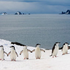 Chinstrap penguin in South Shetland Islands, Antarctica