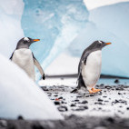 Gentoo penguin in South Shetland Islands, Antarctica