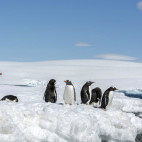 Gentoo penguin in South Shetland Islands, Antarctica