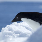 Adelie penguin in the Weddell Sea, Antarctica.