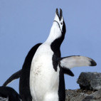 Chinstrap penguin in the Weddell Sea, Antarctica.