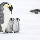 Emperor penguin in Weddell Sea, Antarctica