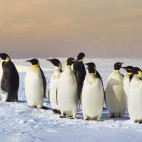 Emperor penguin colony in Weddell Sea, Antarctica