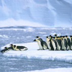 Emperor penguin colony in Weddell Sea, Antarctica