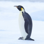 Emperor penguin in the Weddell Sea, Antarctica.