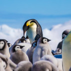 Emperor penguin in Weddell Sea, Antarctica