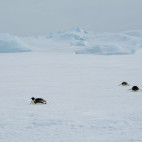 Emperor penguin in the Weddell Sea, Antarctica.