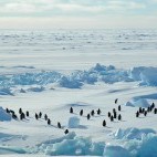 Adelie penguin in Antarctica
