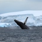 Humpback whale in Antarctica