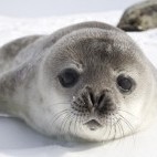 Weddell seal in Antarctica
