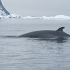 Minke whale in Weddell Sea, Antarctica