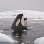 Orca in Weddell Sea