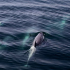 Orca pod in Weddell Sea, Antarctica