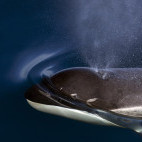 Orca in the Weddell Sea, Antarctica.