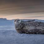 Weddell seal in Weddell Sea, Antarctica
