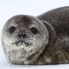 Weddell seal pup in Weddell Sea, Antarctica