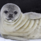 Weddell seal pup in Weddell Sea, Antarctica