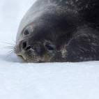 Weddell seal in the Weddell Sea, Antarctica.