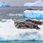 Weddell seal in Antarctica