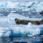 Weddell seal in Antarctica