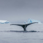 A whale tail in Antarctica.