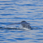 Blue whale in the Atlantic Ocean.
