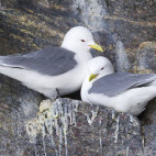Black-legged kittiwake in Canada