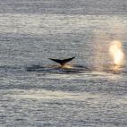 Bowhead whale in Canada