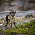 Arctic fox in the Arctic