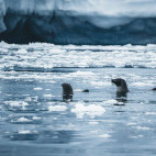 Hooded seal in Greenland