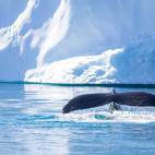 Humpback whale in Greenland