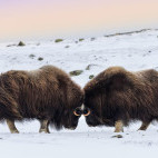 Musk oxen in Greenland