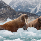 Walrus in Greenland