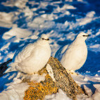 Willow ptarmigan in Greenland